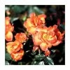 Warm Welcome' Climber Rose - 5.5L Pot -Pot Shop PL11155 main image c82c