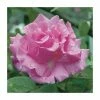 Zephirine Drouhin' Climber Rose - 5.5L Pot -Pot Shop PL11156 main image be8b