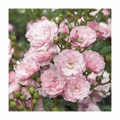 Super Fairy' Rambler Rose - 5.5L Pot -Pot Shop PL11165 add image 3 3ecb