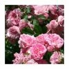 Super Fairy' Rambler Rose - 5.5L Pot -Pot Shop PL11165 main image fe3a