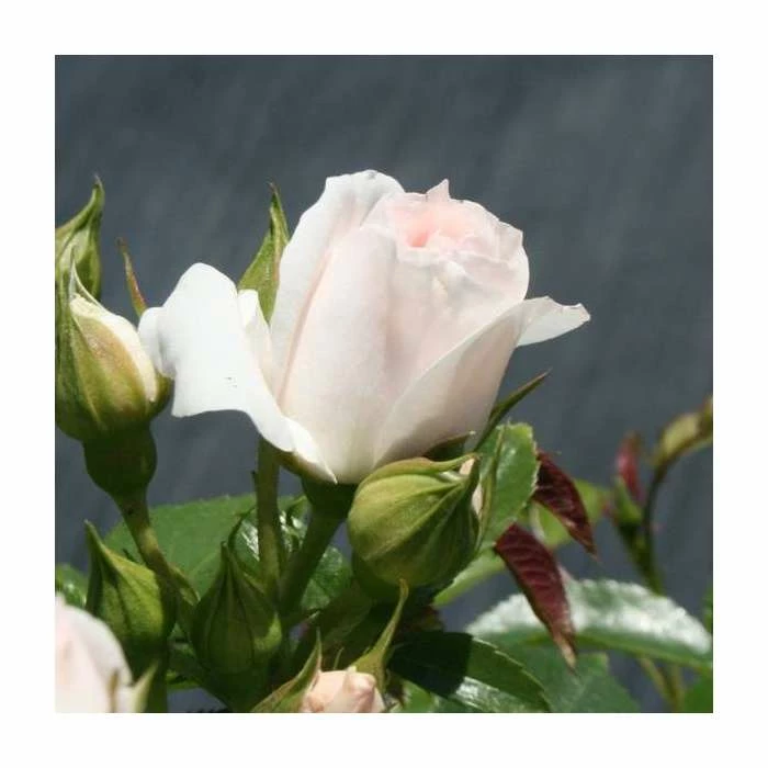 Special Child' Bush Rose - 5.5L Pot 4 Special Child' Bush Rose - 5.5L Pot - Image 2