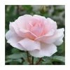 A Whiter Shade Of Pale' Bush Rose - 5.5L Pot -Pot Shop PL11275 main image 6323