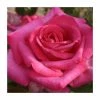 Buxom Beauty' Bush Rose - 4L Pot -Pot Shop PL11276 main image f13f