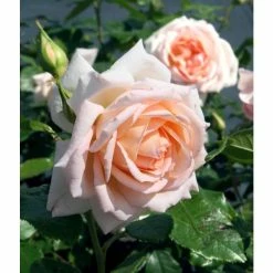Chandos Beauty | Hybrid Tea Rose -Pot Shop PL11277 add image 1 ea1c