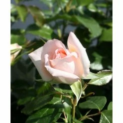 Chandos Beauty | Hybrid Tea Rose -Pot Shop PL11277 add image 2 e44c