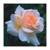 Chandos Beauty | Hybrid Tea Rose 1 Chandos Beauty | Hybrid Tea Rose -Pot Shop PL11277 main image 5b20