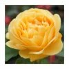 'Absolutely Fabulous' Bush Rose - 4L Pot -Pot Shop PL11282 main image f557