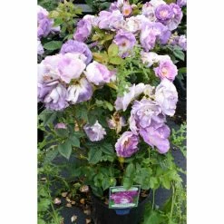 'Blue For You' Bush Rose - 5.5L Pot -Pot Shop PL11283 add image 1 339b