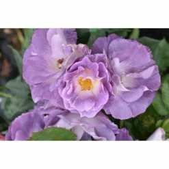 'Blue For You' Bush Rose - 5.5L Pot -Pot Shop PL11283 add image 2 6f29