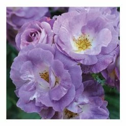 Pot Shop 19 'Blue For You' Bush Rose - 5.5L Pot