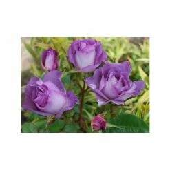 Pot Shop -Pot Shop PL11283 rollover image 7dff