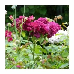 'Burgundy Ice' Bush Rose - 4L Pot -Pot Shop PL11284 add image 1 fce7