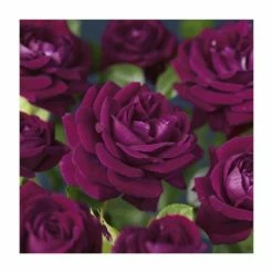 'Burgundy Ice' Bush Rose - 4L Pot -Pot Shop PL11284 add image 2 f566
