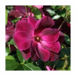 'Burgundy Ice' Bush Rose - 4L Pot -Pot Shop PL11284 add image 3 6cec