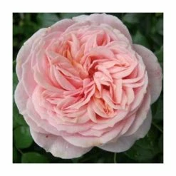 Joie de Vivre' Bush Rose - 5.5L Pot