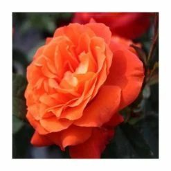 Pot Shop 8 'Super Trouper' Bush Rose - 4L Pot