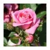 Carefree Days' Patio Rose - 5.5L Pot -Pot Shop PL11291 main image e7a1