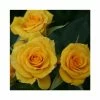 Flower Power Gold' Patio Rose - 5.5L Pot 2 Flower Power Gold' Patio Rose - 5.5L Pot -Pot Shop PL11292 main image 8f77