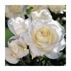 'White Patio' Patio Rose - 5.5L Pot 2 'White Patio' Patio Rose - 5.5L Pot -Pot Shop PL11296 main image 17ed