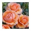 Lady Marmalade' Bush Rose - 5.5L Pot -Pot Shop PL11366 main image f4b0