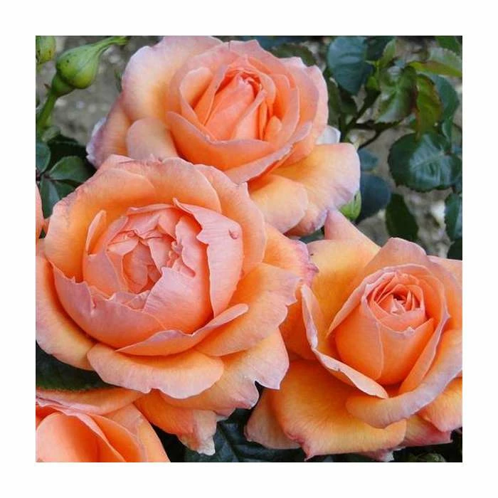 Lady Marmalade' Bush Rose - 5.5L Pot 3 Lady Marmalade' Bush Rose - 5.5L Pot
