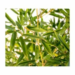 Yellow Bamboo | Phyllostachys aureocaulis 'Spectabilis' -Pot Shop PL1904 add image 1 8fd2