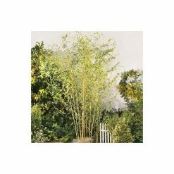 Yellow Bamboo | Phyllostachys aureocaulis 'Spectabilis' -Pot Shop PL1904 add image 2 1350