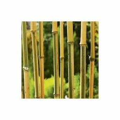 Yellow Bamboo | Phyllostachys aureocaulis 'Spectabilis' -Pot Shop PL1904 add image 3 7468