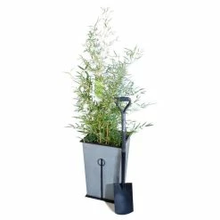 Yellow Bamboo | Phyllostachys aureocaulis 'Spectabilis' -Pot Shop PL1904 add image 4 835f