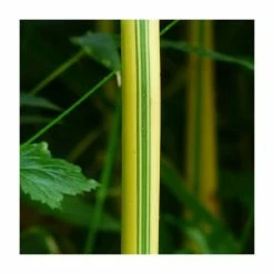 Yellow Bamboo | Phyllostachys aureocaulis 'Spectabilis'