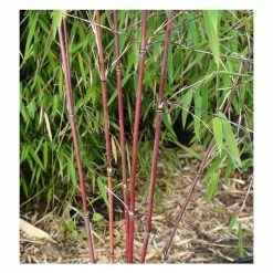 Red Bamboo | Fargesia scabrida 'Asian Wonder' -Pot Shop PL1910 add image 1 352e