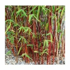 Red Bamboo | Fargesia scabrida 'Asian Wonder'