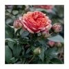 Duchess Of Cornwall Bush Rose - 5.5L 1 Duchess Of Cornwall Bush Rose - 5.5L -Pot Shop PL20802 main image f1ab