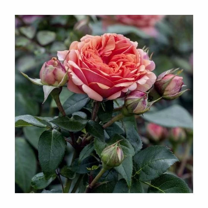 Duchess Of Cornwall Bush Rose - 5.5L 3 Duchess Of Cornwall Bush Rose - 5.5L