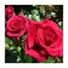 Lovestruck Bush Rose - 5.5L Pot -Pot Shop PL20804 main image 7c4c