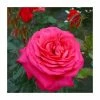 My Dad Bush Rose - 5.5L Pot -Pot Shop PL20807 main image eabe