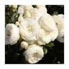 Sweet Child Of Mine Bush Rose - 5.5L Pot -Pot Shop PL20816 main image e1c7