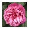 The Anniversary Rose Bush Rose- 5.5L Pot -Pot Shop PL20817 main image 2133