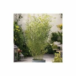 Green Bamboo | Phyllostachys bissetii -Pot Shop PL3002 add image 1 1e26
