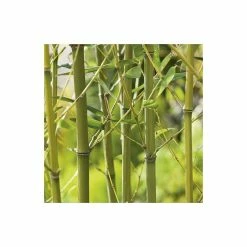 Green Bamboo | Phyllostachys bissetii -Pot Shop PL3002 add image 2 ac38