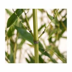 Green Bamboo | Phyllostachys bissetii -Pot Shop PL3002 add image 3 8c2d
