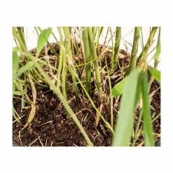 Green Bamboo | Phyllostachys bissetii -Pot Shop PL3002 add image 4 09f8