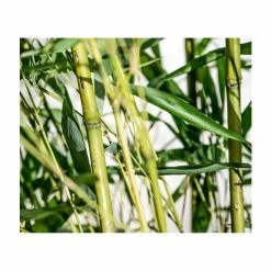 Green Bamboo | Phyllostachys bissetii -Pot Shop PL3002 add image 5 ba80