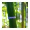 Green Bamboo | Phyllostachys bissetii -Pot Shop PL3002 main image 20ac