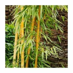Gold Bamboo | Phyllostachys aurea