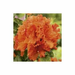 2ft Deciduous Azalea 'Gibraltar' | 5L Pot -Pot Shop PL301195L add image 2 7779