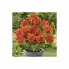 2ft Deciduous Azalea 'Gibraltar' | 5L Pot -Pot Shop PL301195L main image 16b8