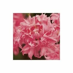 2ft Deciduous Azalea 'Homebush' | 5L Pot -Pot Shop PL301205L add image 2 e2ed