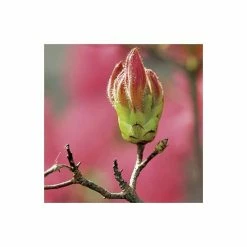 2ft Deciduous Azalea 'Homebush' | 5L Pot -Pot Shop PL301205L add image 3 2a1c