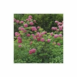 2ft Deciduous Azalea 'Homebush' | 5L Pot -Pot Shop PL301205L add image 4 e680